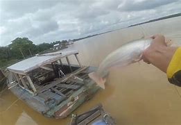 Mancing Ikan Patin Di Sungai Batanghari