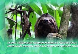 Sloth Adalh 1 Tahun